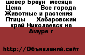 шевер Браун 2месяца › Цена ­ 200 - Все города Животные и растения » Птицы   . Хабаровский край,Николаевск-на-Амуре г.